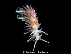 Cratena peregrina. by Francesco Pacienza 